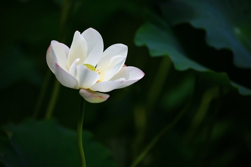 Meditation Lotus Pose
